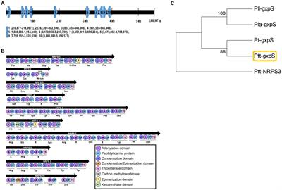 Manipulation of GameXPeptide synthetase gene expression by a promoter exchange alters the virulence of an entomopathogenic bacterium, Photorhabdus temperata temperata, by modulating insect immune responses